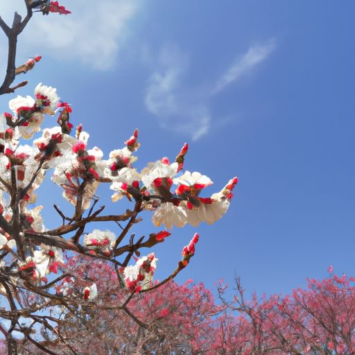 鸡翅木和海棠木哪个好