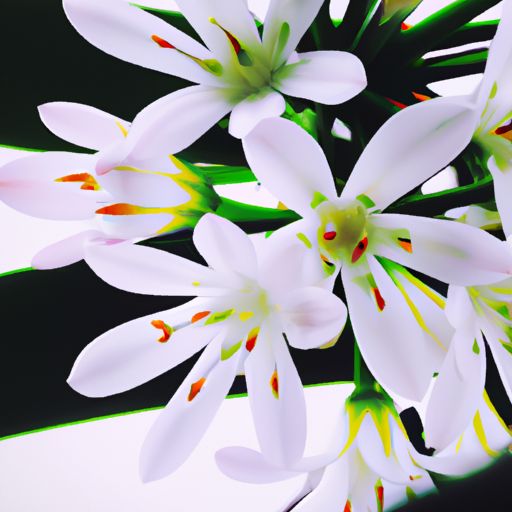 君子兰花哪个品种好